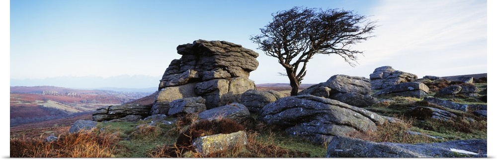 Bare tree near rocks, Haytor Rocks, Dartmoor, Devon, England