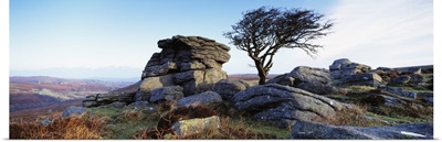 Bare tree near rocks, Haytor Rocks, Dartmoor, Devon, England