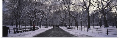Bare trees in a park, Central Park, New York City, New York State