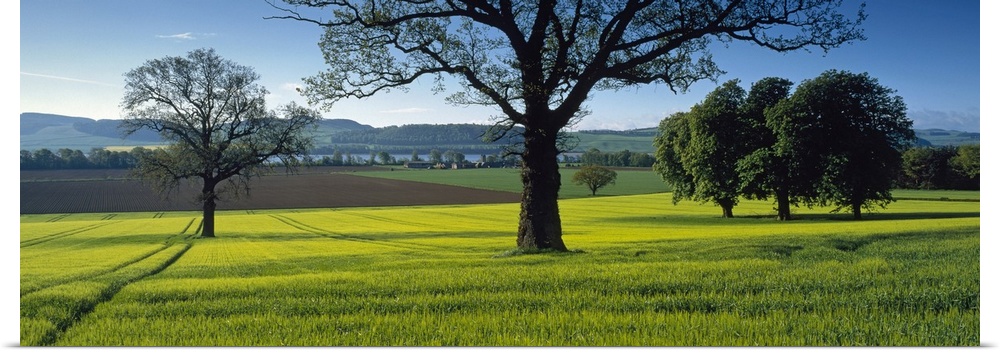 Panoramic photo on canvas of a field of grass with trees sprinkled throughout and rolling hills in the background.