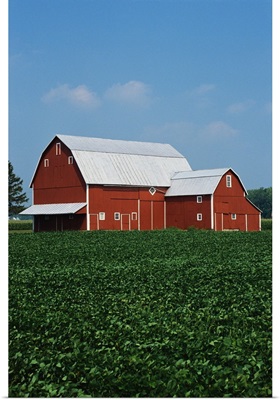 Barn and Corn Field