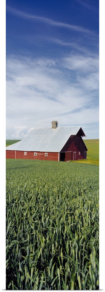 Barn and Wheat Field WA
