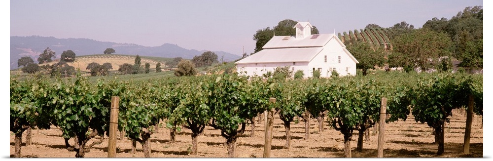 Barn in a vineyard, Napa Valley, California