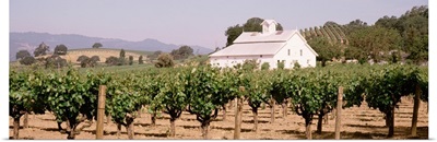 Barn in a vineyard, Napa Valley, California