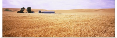 Barn in a wheat field, Palouse Country, Washington State