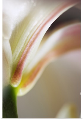 Base of stargazer lily blossom and stem, detail.