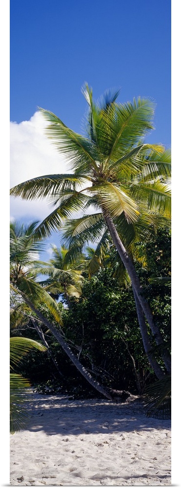 A tall vertical piece of palm trees stretching over white sand with a clear blue sky above.