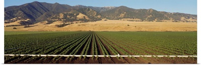 Bean Field Salinas Valley CA