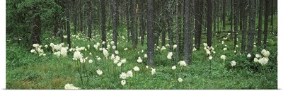 Beargrass and Lodgepole pines in a forest, US Glacier National Park, Montana