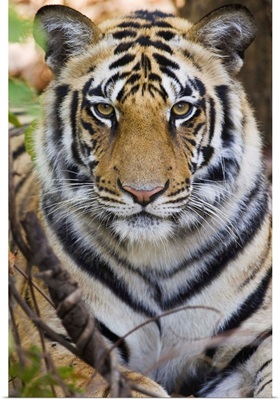 Bengal tiger (Panthera tigris tigris) in a forest, India