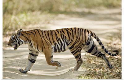 Bengal Tiger Panthera tigris tigris walking in a forest Bandhavgarh National Park Umaria District Madhya Pradesh India