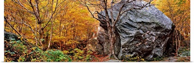 Big boulder in a forest, Stowe, Lamoille County, Vermont