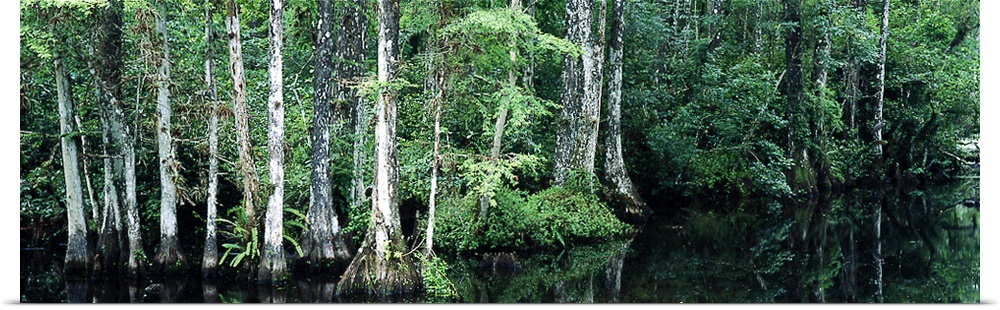Big Cypress Nature Preserve FL