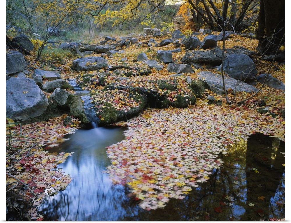 Autumn colored leaves lay on the surface of water and the rocks that surround it.