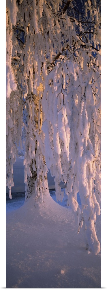 Birch tree covered with snow, Imatra, South Karelia, Finland