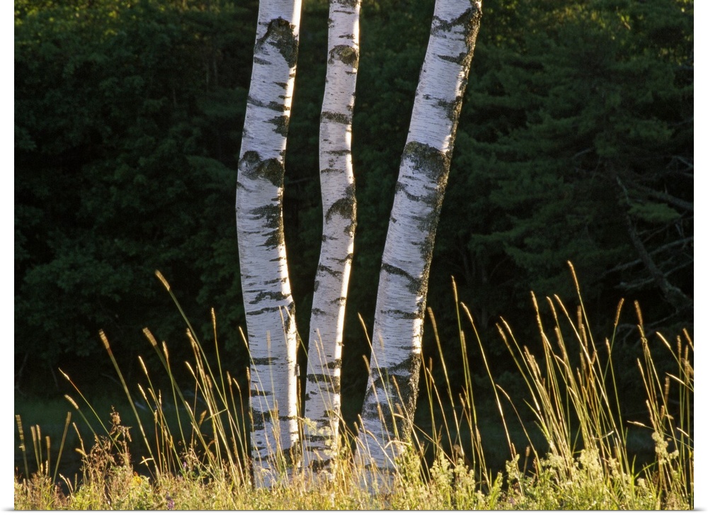 Birch tree detail, Maine
