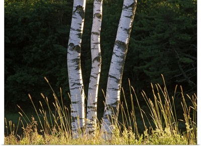 Birch tree detail, Maine