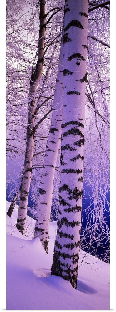 Oversized, vertical photograph of several tall birch trees with snow covered branches, in a snow bank near the Vuoksi Rive...