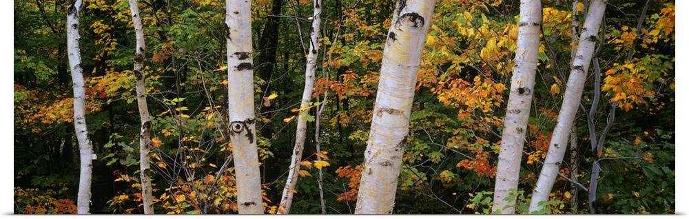 This panoramic piece shows several different size birch trees with green, yellow and orange colored leaves scattered throu...