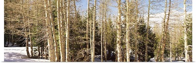Birch trees on a mountain, Ebbetts Pass, Sierra Nevada, Alpine County, California