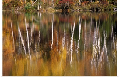 Birch Trees Reflected In Water