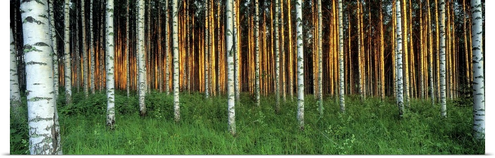 Large panoramic photo of birch tree trunks in Saimma Lakelands, Finland. Top of trees are not visible.