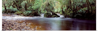 Bird River World Heritage Area Tasmania Australia