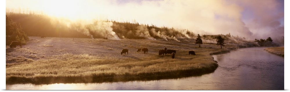 Panoramic photograph of a herd of buffalo grazing along the Firehole Rive in Yellowstone National Park in Wyoming.