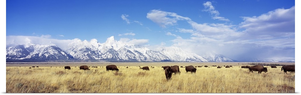 Panoramic photograph of buffalo grazing in field with snow covered mountains in the distance under a cloudy sky.
