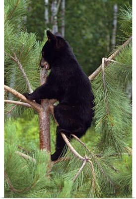 Black bear cub climbing in pine tree, Minnesota