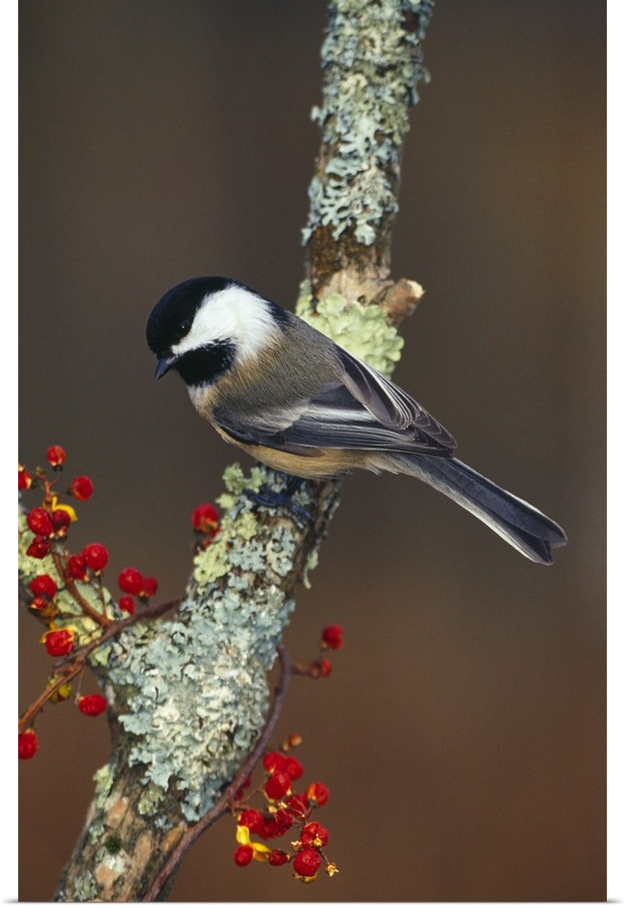 A small garden bird with a slightly forked tail and distinct head markings is perched on a branch covered in lichen is loo...