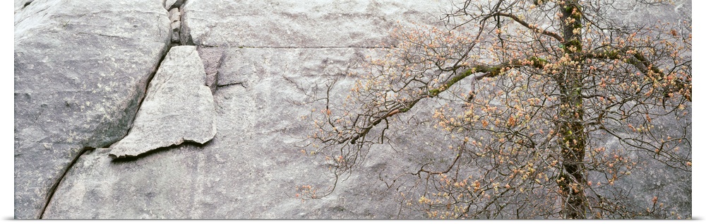 Black Oak Granite Spring Yosemite National Park CA
