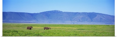 Black Rhinoceros Ngorongoro Crater Tanzania Africa