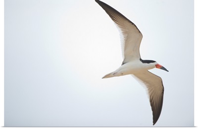 Black skimmer Rynchops niger in flight Three Brothers River Meeting of the Waters State Park Pantanal Wetlands Brazil