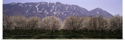 Blooming Apple Trees Wasatch Mountains Santaquin UT