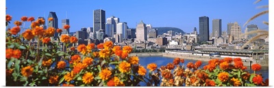 Blooming flowers with city skyline in the background, Montreal, Quebec, Canada 2010