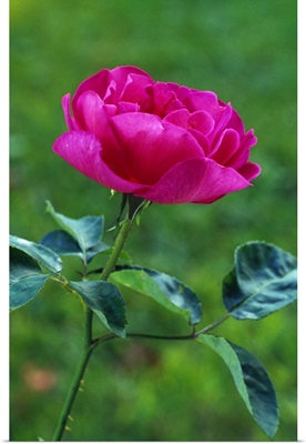 Blooming rose flower, selective focus.