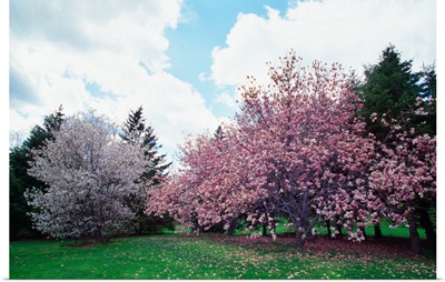 Blooming star and saucer magnolia trees, New York