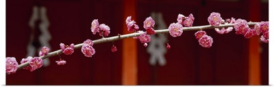 Blooming Ume-apricot Tree (Kitanotenmangu Kamikyo-ku) Kyoto Japan