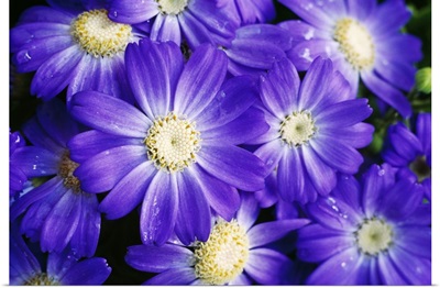 Blue Flower Blossoms