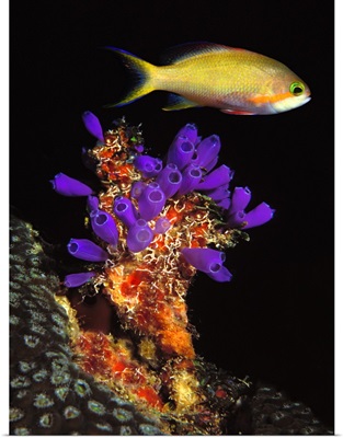 Bluebell tunicate (Clavelina puertosecensis) and Anthias Fish (Pseudanthias lori) in the sea