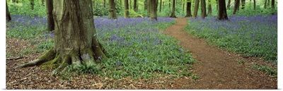 Bluebells along a walkway in a forest, Micheldever, Hampshire, England