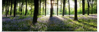 Bluebells growing in a forest in the morning, Micheldever, Hampshire, England