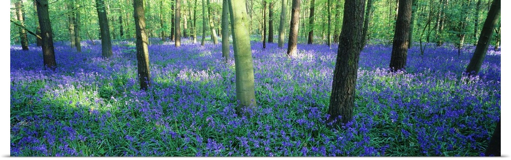 Giant, horizontal photograph of a forest of bluebell flowers surrounding many trees in Charfield, Gloucestershire, England.