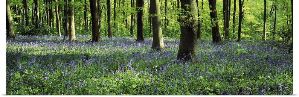 Panoramic photograph taken of a woodland in the United Kingdom that is packed with a sea of flowers covering the ground.