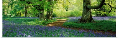 Bluebells in a forest, Thorp Perrow Arboretum, North Yorkshire, England