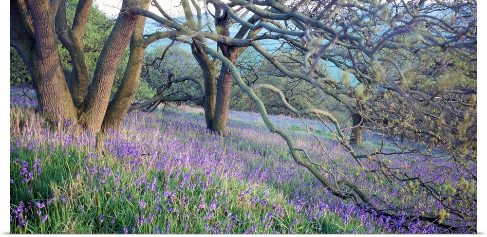 Panoramic photo of bluebell flowers sprinkled through the countryside in the midst of forked trees.