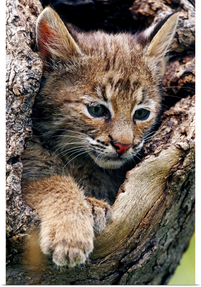 Bobcat kitten inside hollow tree, portrait, Minnesota