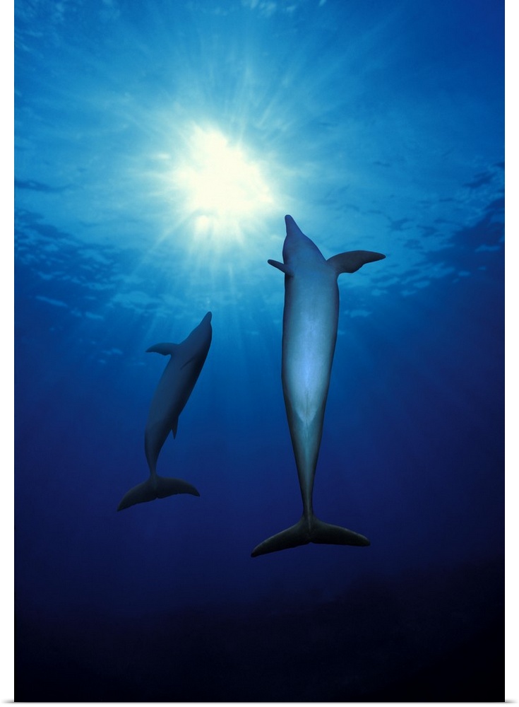 Bottle Nosed dolphins (Tursiops truncatus) in the sea