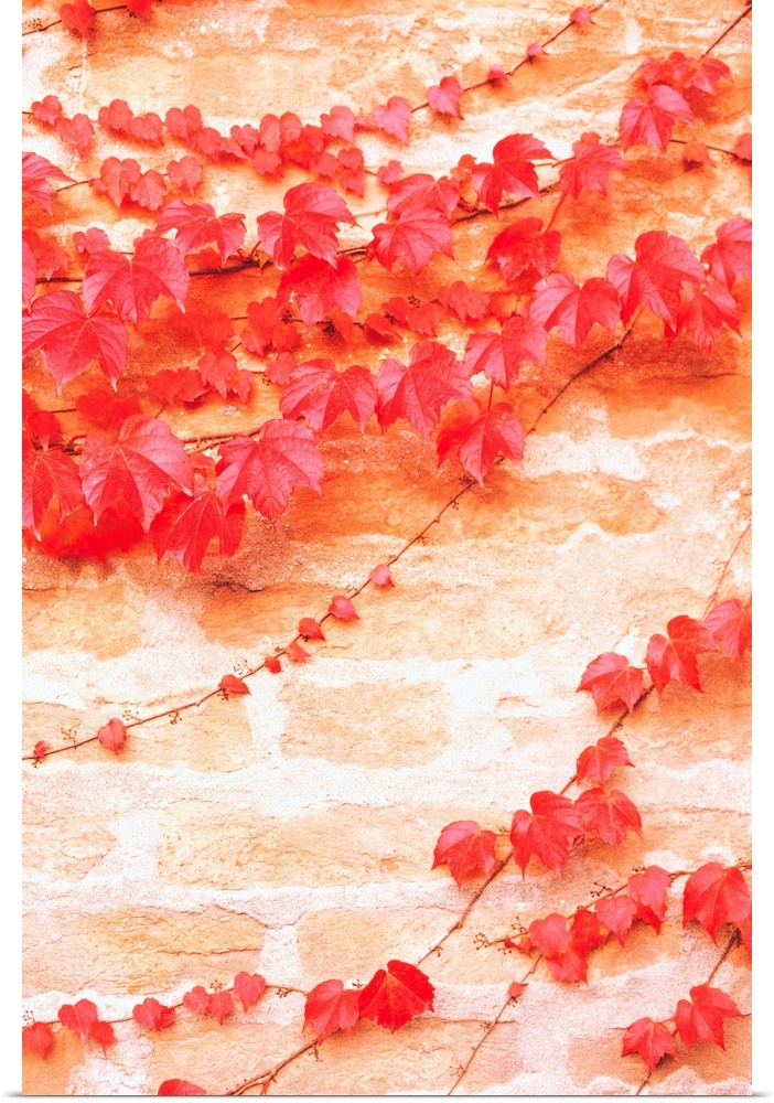 Brick Wall Covered With Red Ivy